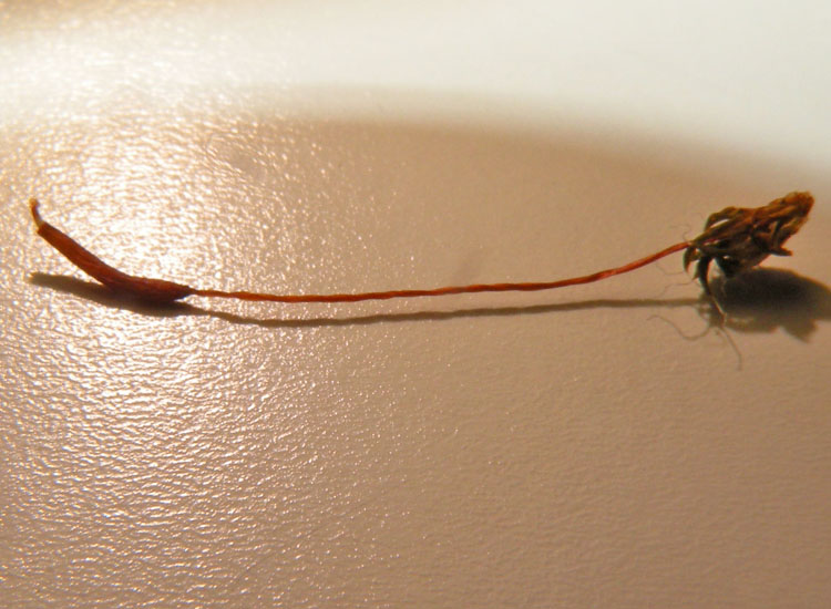 Muschio su salice - Leucodon sciuroides